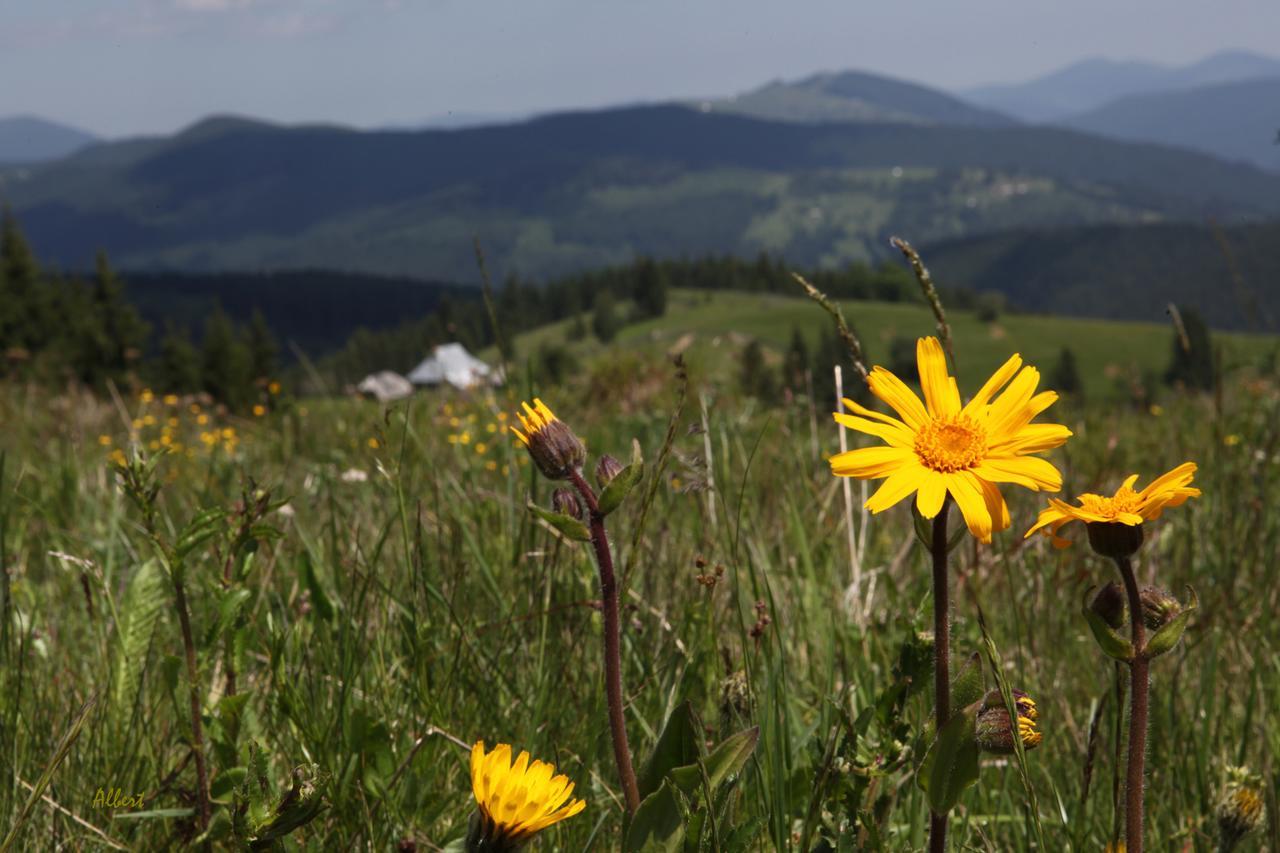 Arnica Montana Hotell Arieşeni Exteriör bild