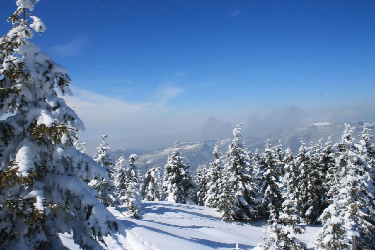 Arnica Montana Hotell Arieşeni Exteriör bild